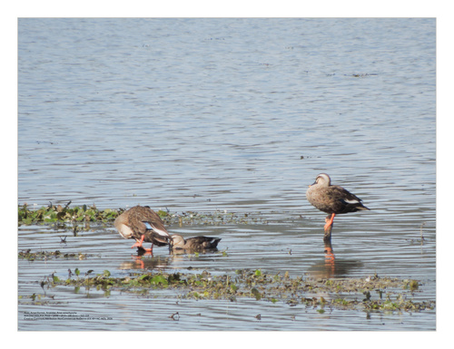 Eastern Spot-billed Duck