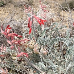 Astragalus helleri