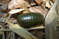 Zoosphaerium neptunus