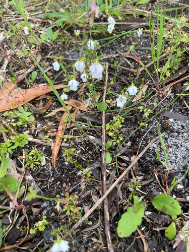 Stylidium androsaceum