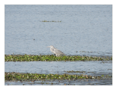 Grey Heron