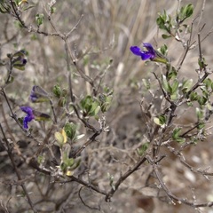 Salvia thymoides