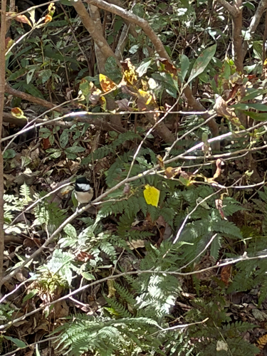 Asian Tit