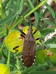 Dicranocephalus medius