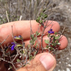 Salvia thymoides