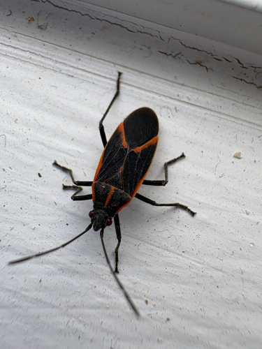 Eastern Boxelder Bug