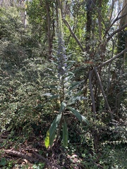 Echium pininana