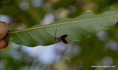 Monophlebidae