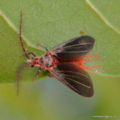 Monophlebidae