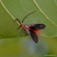 Monophlebidae