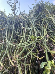 Vanilla phalaenopsis