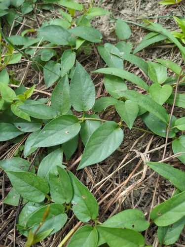 Jacquemontia paniculata observed 2026-10-08