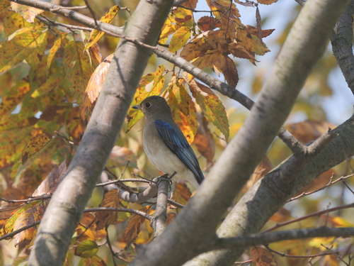 Blue-and-white Flycatcher