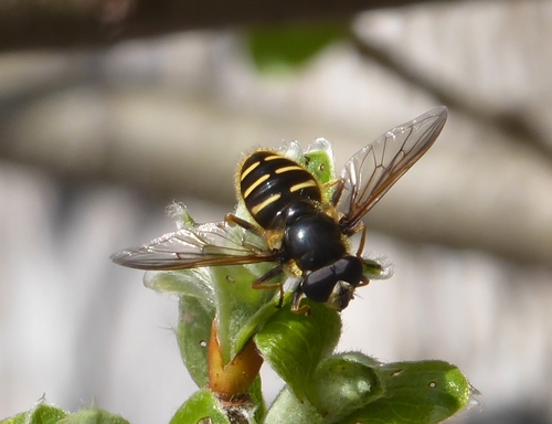 Western Pond Fly