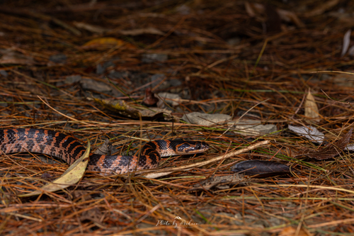 Red-banded Snake