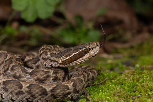 Short-tailed Mamushi