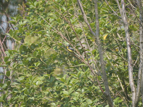 Yellow-rumped Flycatcher