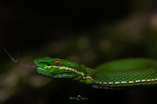 Stejneger’s Bamboo pitviper