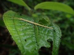 Carausius sechellensis