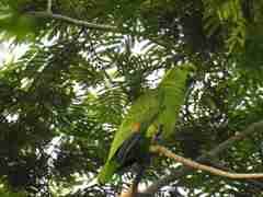 Amazona auropalliata