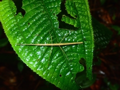 Carausius sechellensis