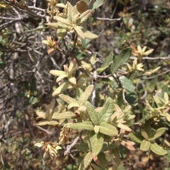 Quercus microphylla