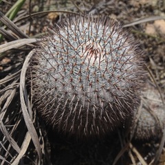 Mammillaria haageana haageana