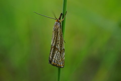 Thisanotia chrysonuchella
