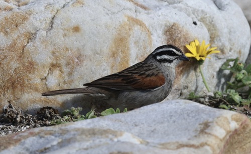 iNaturalist image