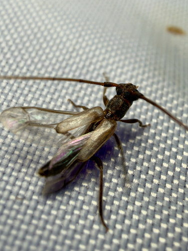 Methia necydalea