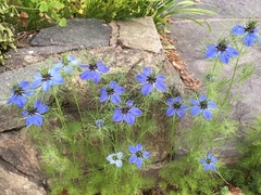 Nigella damascena