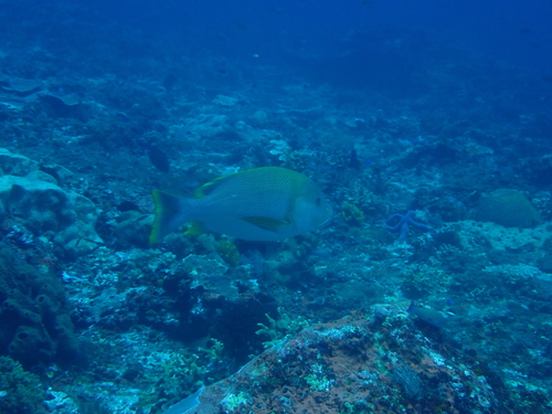 Lutjanus rivulatus observed 2026-10-07
