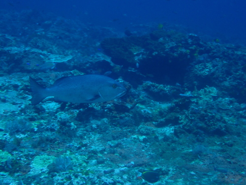Lutjanus bohar observed 2026-10-07
