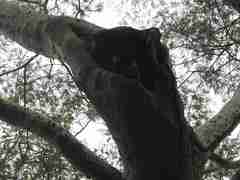 Amazona auropalliata