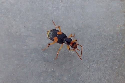 Pheropsophus, 2026-10-06