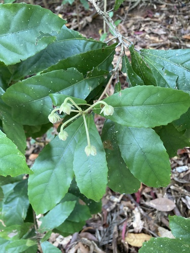 Sloanea australis observed 2026-10-08