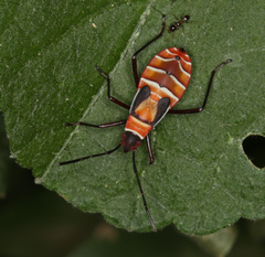 Dysdercus nigrofasciatus