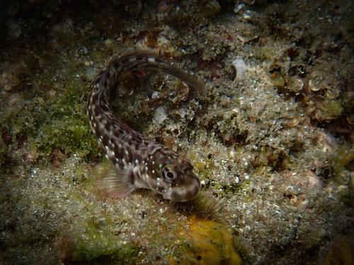 Istiblennius meleagris observed 2026-08-23