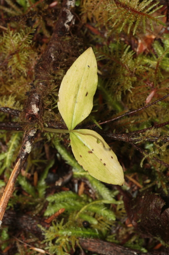 Neottia banksiana observed 2026-10-03