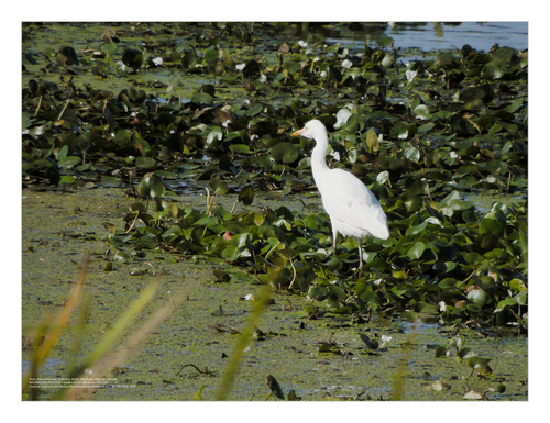 Medium Egret