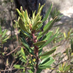 Comarostaphylis polifolia