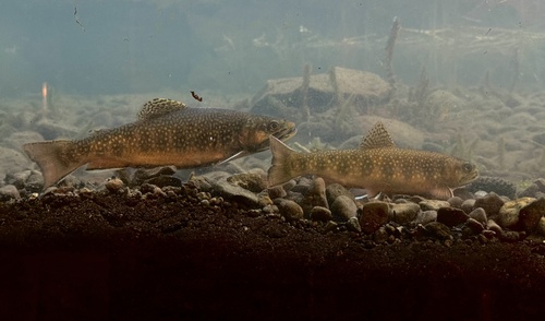 iNaturalist observation photo of Brook Trout