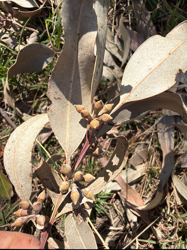 Eucalyptus botryoides observed 2026-10-08
