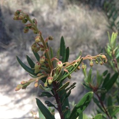 Comarostaphylis polifolia