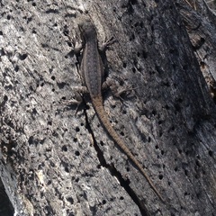 Sceloporus megalepidurus
