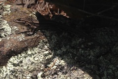 Sceloporus megalepidurus