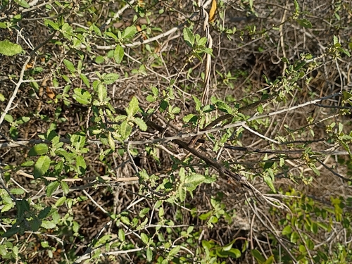 Bernardia myricifolia, 2026-10-07
