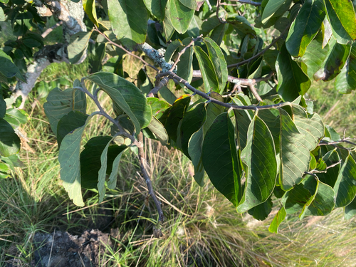 Annona cherimola observed 2026-10-07