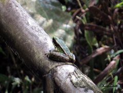 Odorrana hosii