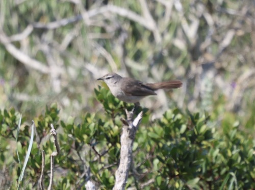 iNaturalist image